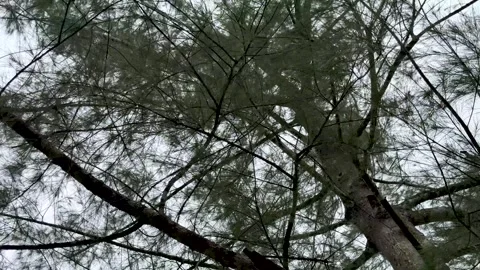 Majestic view of towering tree branches against a cloudy sky in a serene na.. Stock Footage 340221473