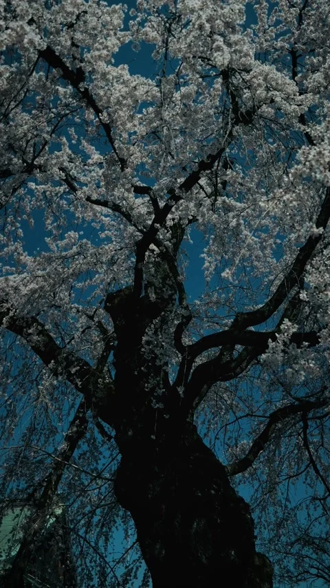 Majestic weeping cherry tree in full bloom against blue sky Stock Footage 346272980