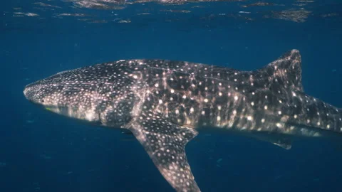 A majestic whale shark glides through the deep blue waters, showcasing its Stock Footage 334130833