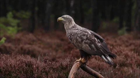 Majestic White-tailed eagle perched on a branch in Estonia 動画素材 139039610