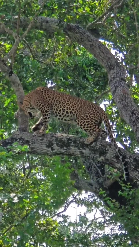 A majestic wild leopard resting on a thick tree branch in its natural habitat Vidéo 334268540