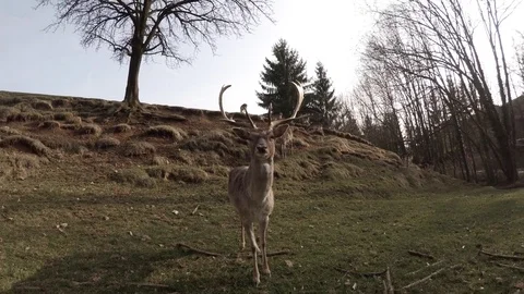Majestically alpha roe deer in approaching to camera to mark his territory, 4K Stock Footage 74178942