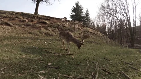 Majestically roe deer with unique large horns standing still in the meadow, 4K Stock Footage 74151598