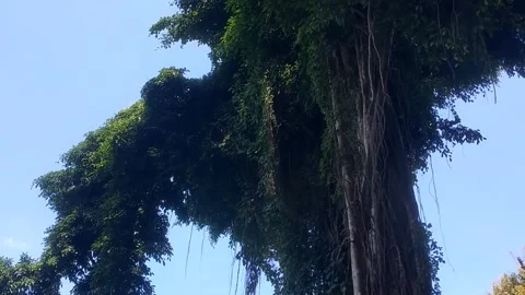 The Majesty of a Lush Banyan Tree Stock-Footage 331904682