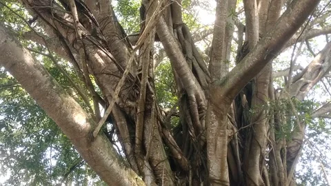 The majesty of the lush banyan tree Stock Footage 332038184