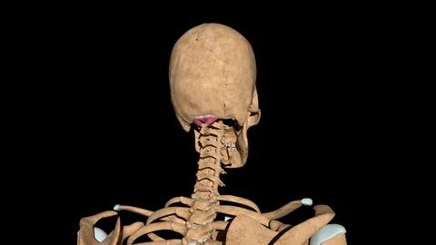 Major and Minor Rectus Capitis Posterior Muscles on Skeleton 動画素材 128626275