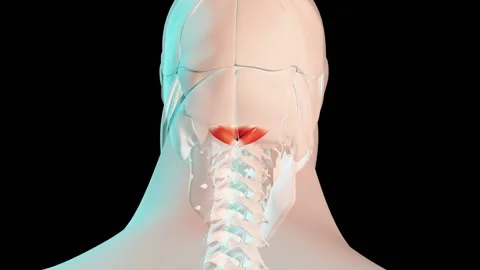 Major And Minor Rectus Capitis Posterior Muscles Anatomical Position On Huma Video stock 141717554