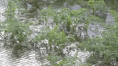 Major flooding of farm fields full of crops at harvest after heavy rain storm Video stock 162978245