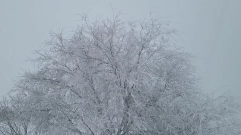 A major ice storm causing electrical power outages. Ice covered trees hanging Stock Footage 233561141
