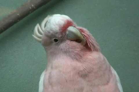Major Mitchell Cockatoo 1  動画素材 340266