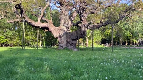 The Major Oak Stock Footage 199245058