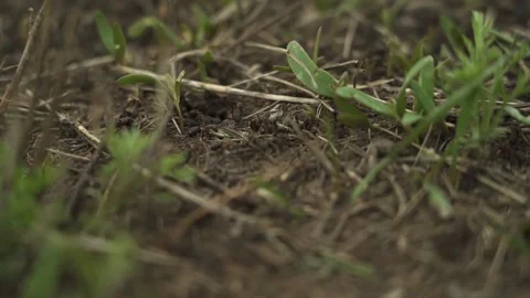 A major plan. many ants moving. in the field. the view from the top. slow motion Stock Footage 130523595