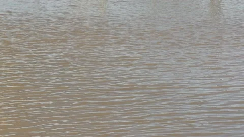 Major river flooding during record warm temperatures in Ontario Canada Stock Footage 150242979