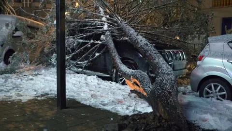 Major winter damage as massive tree collapses over SUV, highlighting extreme Stock Footage 303522563