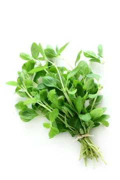 Majoram Stock Photos
