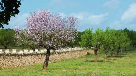 Majorca, almond tree Stock Footage 61034057