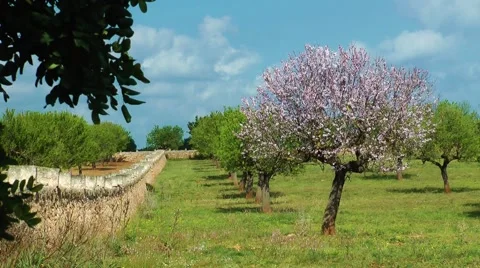 Majorca, almond tree Stock Footage 61034059