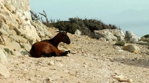 Majorca, Cap Formentor, goat Stock Footage 61034047