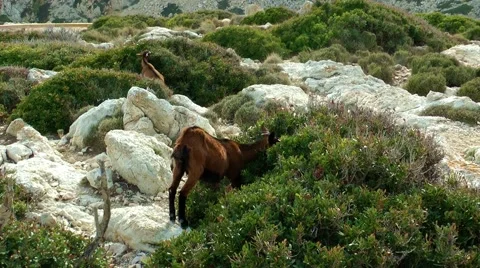 Majorca, Cap Formentor, goat Video stock 61034050