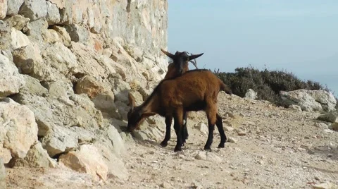 Majorca, Cap Formentor goat Video stock 61034052