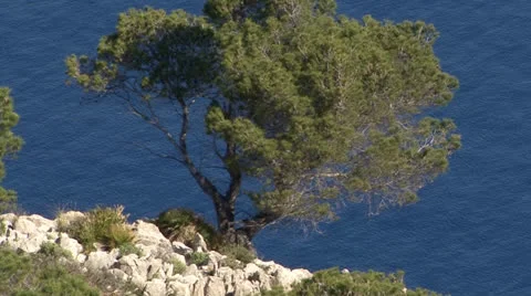 Majorca, Coast, Rock with Trees Video stock 24465091