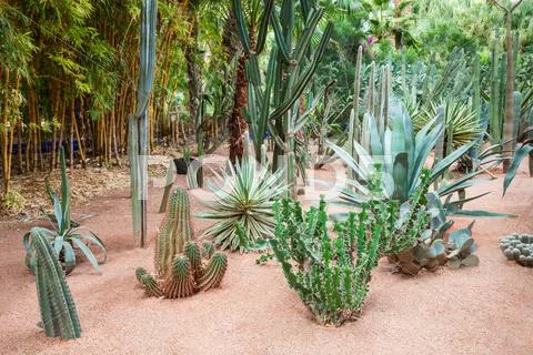 The Majorelle Garden Stock Photos