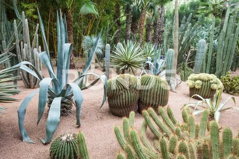 The Majorelle Garden Stock Photos