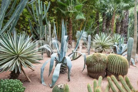 The Majorelle Garden Stock Photos