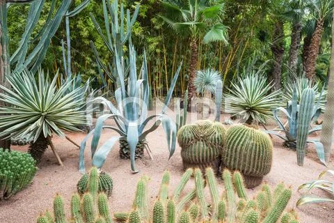 The Majorelle Garden Stock Photos