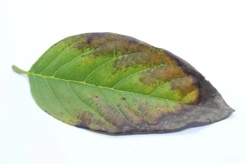 Majority of leaf spots are caused by fung Foto stock
