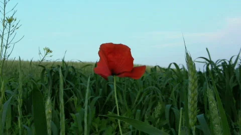 Mak Stock Footage 737979