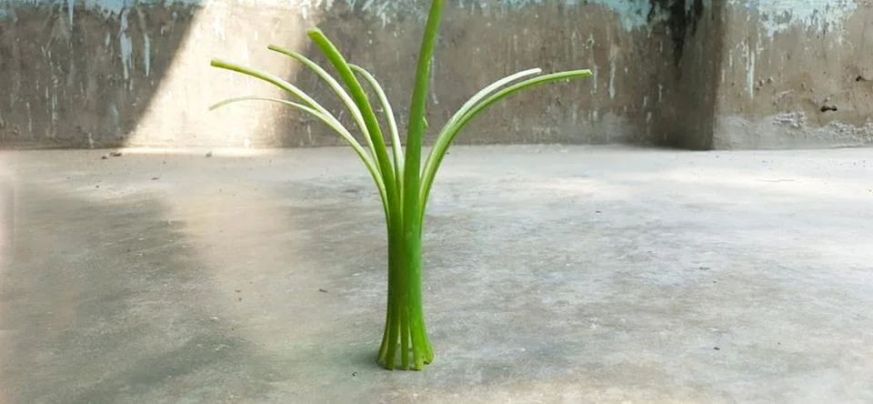 Make an Art Using Green Onion Top Stock Photos