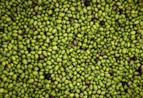 To make extra virgin olive oil, texture using Ligurian Taggiasca olives Foto stock
