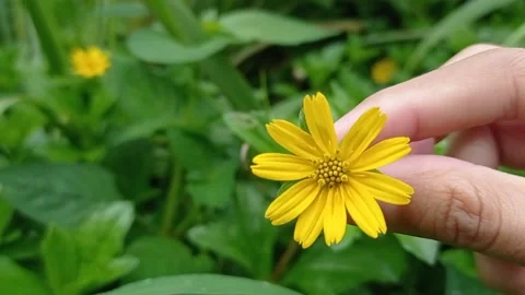 Make a flower crown with a small yellow flower Stock Footage 150216171