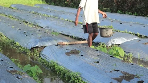 Make hole in mound to plant chili seeds, Indonesian rural traditional agricultur Stock Footage 160309092