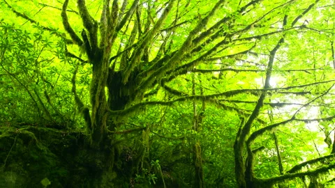 Make this Item Available for Free Clip Promotions Stock Footage 196984863