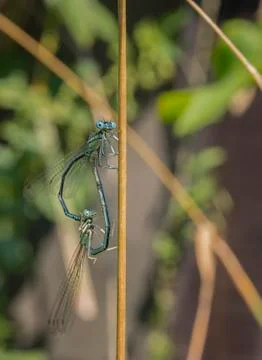 Make love Stock Photos