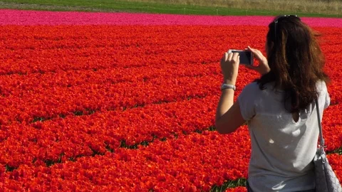 Make a picture of tulips Stock Footage 88987678