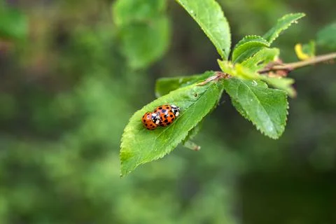 Make sex Stock Photos