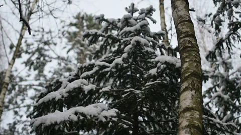 Make shake snow-covered tree in the forest at winter in slowmo Stock Footage 89782702