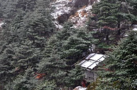 A make shift mud house in deep pine forest Stock Photos