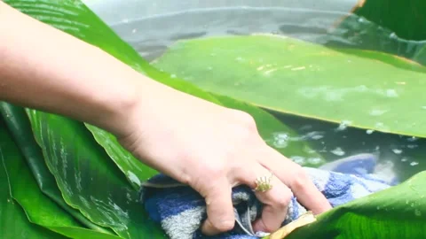 Make sticky rice cake Stock Footage 303218633