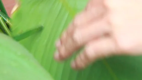 Make sticky rice cake Stock Footage 303218934