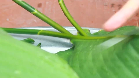 Make sticky rice cake Stock Footage 303218957