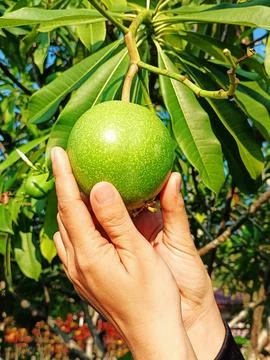 Make sure the passion fruit is still too young to pick. Foto stock