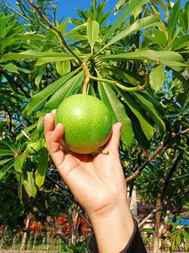 Make sure the passion fruit is still too young to pick. Stock Photos