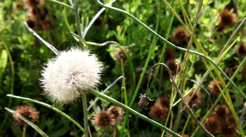 Make a Wish Video stock 301105