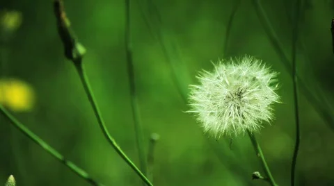 Make a wish Stock Footage 583433