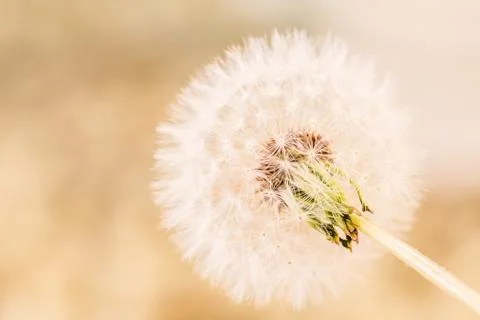 Make a wish Stock Photos