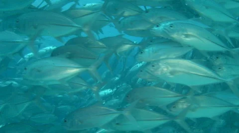 Makerels Vidéo 70772